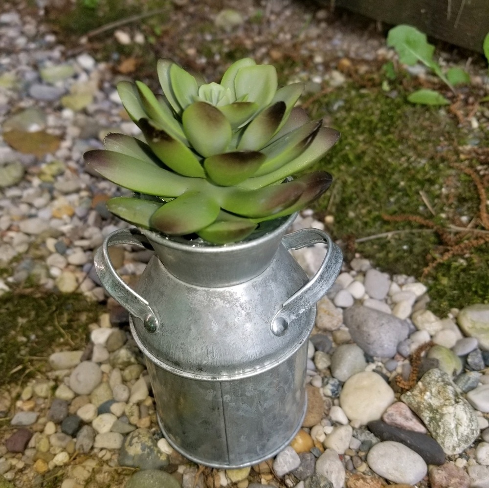 Milkcan with faux succulent